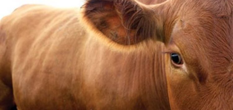 Ξεκίνησε ο εμβολιασμός των βοοειδών για την οζώδη δερματίτιδα