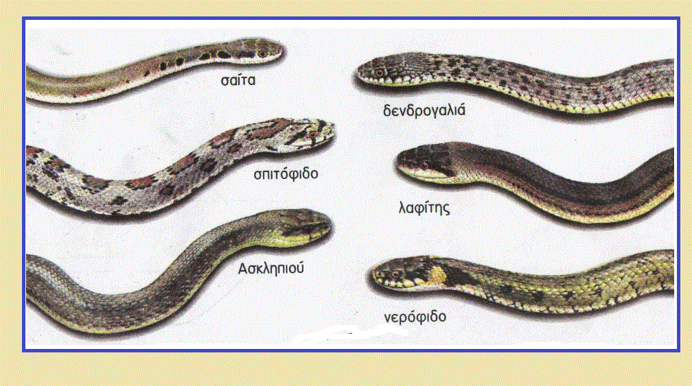 32 snakes