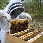 Διαδικασία εγκατάστασης μελισσοκόμων για το 2020 σε προεπιλεγμένες θέσεις σε αποκατεστημένες εκτάσεις του ΛΚΔΜ