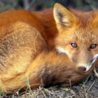 Αξιολόγηση της αποτελεσματικότητας των εμβολιασμών της άγριας πανίδας κατά της λύσσας – φθινοπωρινό πρόγραμμα 2022 (κυρίως των κόκκινων αλεπούδων)