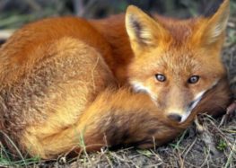 Έναρξη ενεργητικής επιτήρησης – αξιολόγηση της αποτελεσματικότητας των εμβολιασμών των κόκκινων αλεπούδων για τη λύσσα μετά την εαρινή εμβολιαστική εκστρατεία του 2024