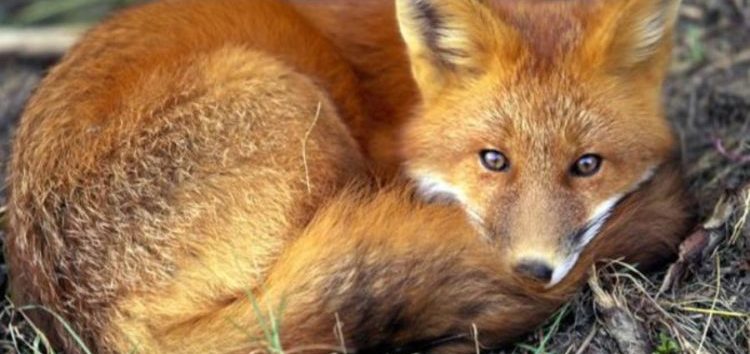 Αξιολόγηση της αποτελεσματικότητας των εμβολιασμών της άγριας πανίδας κατά της λύσσας – φθινοπωρινό πρόγραμμα 2022 (κυρίως των κόκκινων αλεπούδων)