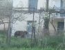Η «Μάρω», η αρκούδα κατεβαίνει στα σπίτια στη Φλώρινα – Ψυχραιμία συνιστά ο Αρκτούρος
