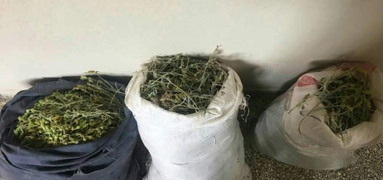 Συνελήφθησαν δυο αλλοδαποί στην Κρυσταλλοπηγή που είχαν συλλέξει 25 κιλά τσάι βουνού