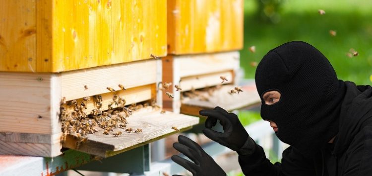 Σύλληψη δύο ατόμων στο Αμύνταιο για κλοπή κυψελών μελισσών