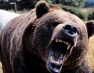 Αρκούδα επιτέθηκε και τραυμάτισε άνδρα στη Φλώρινα