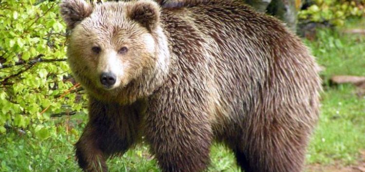 Εκτός κινδύνου ο 53χρονος κυνηγός που του επιτέθηκε αρκούδα – Υποβλήθηκε σε πολύωρη χειρουργική επέμβαση