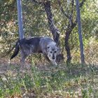 Δύο πρώην αιχμάλωτοι λύκοι μεταφέρθηκαν στον «Αρκτούρο»