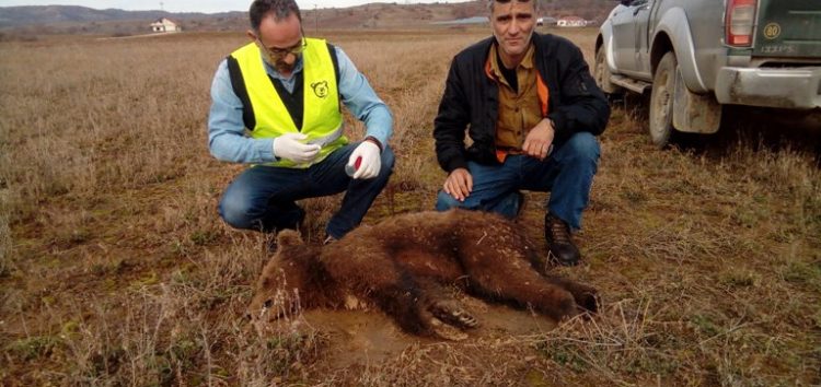 Νεκρό αρκουδάκι το πρώτο θύμα του 2018