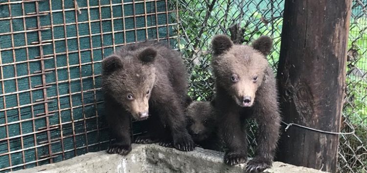 Ο Αρκτούρος φροντίζει και θα επανεντάξει στη Βουλγαρία τρία ορφανά αρκουδάκια