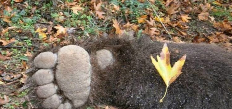 Νεκρή αρκούδα σε πλήρη αποσύνθεση βρέθηκε στο Βροντερό