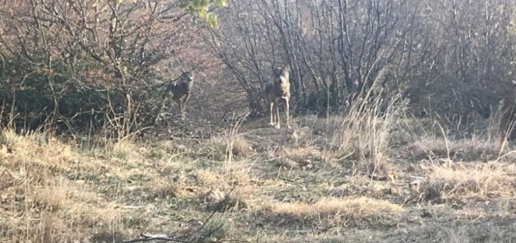 Ο Αρκτούρος έσωσε δύο ακόμη λύκους από την αιχμαλωσία στην Σερβία
