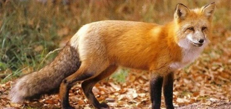 Αξιολόγηση της αποτελεσματικότητας των εμβολιασμών της άγριας πανίδας κατά της λύσσας (κυρίως των κόκκινων αλεπούδων)