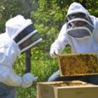 Εκλογές στον Μελισσοκομικό Σύλλογο Ξινού Νερού
