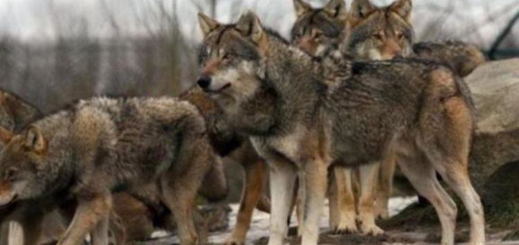 Λύκοι μέσα στην πόλη της Φλώρινας (video)
