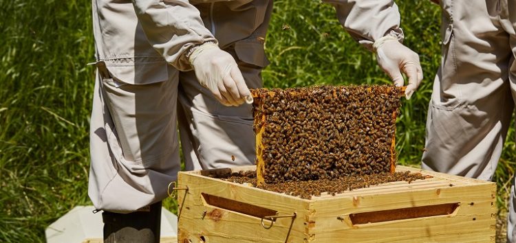 Διαδικασία εγκατάστασης μελισσοκόμων σε προεπιλεγμένες θέσεις σε αποκατεστημένες εκτάσεις του ΛΚΔΜ