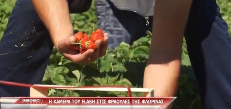 Η κάμερα του Flash στις φράουλες της Φλώρινας (video)