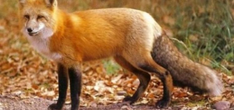 Αξιολόγηση της αποτελεσματικότητας των εμβολιασμών των κόκκινων αλεπούδων μετά την εμβολιαστική εκστρατεία της άνοιξης του 2019