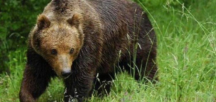 Εφαρμογή διαχειριστικών μέτρων αντιμετώπισης περιστατικών εμφάνισης αρκούδων στις πόλεις της Φλώρινας και της Καστοριάς