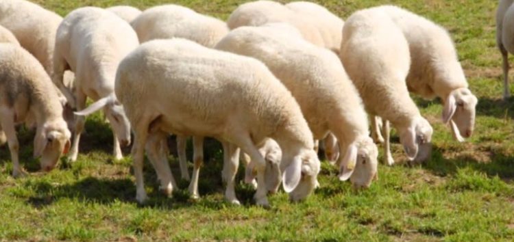Πωλούνται πρόβατα φυλής Ασσάφ