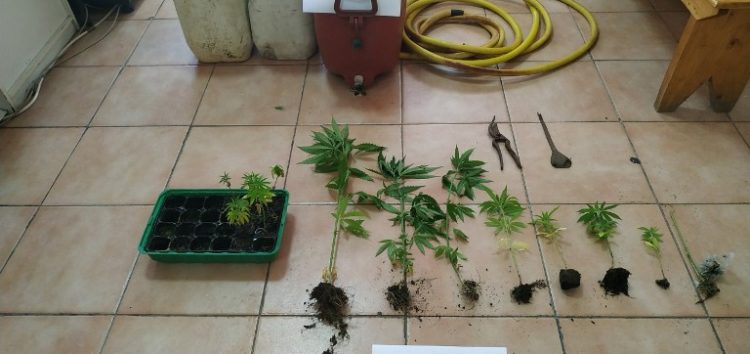 Συνελήφθη 48χρονος σε περιοχή της Φλώρινας για καλλιέργεια 16 δενδρυλλίων κάνναβης