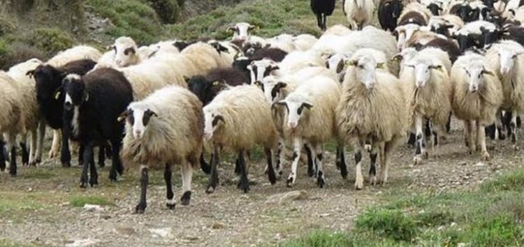 Πωλούνται αιγοπρόβατα