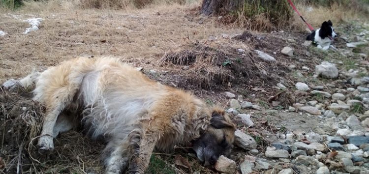 Μαζικά κρούσματα φόλας: τουλάχιστον 50 σκυλιά νεκρά στην περιοχή Αμυνταίου – Φλώρινας