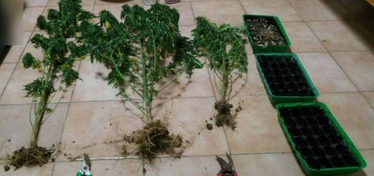 Συνελήφθη 48χρονος σε περιοχή της Φλώρινας για καλλιέργεια δενδρυλλίων κάνναβης