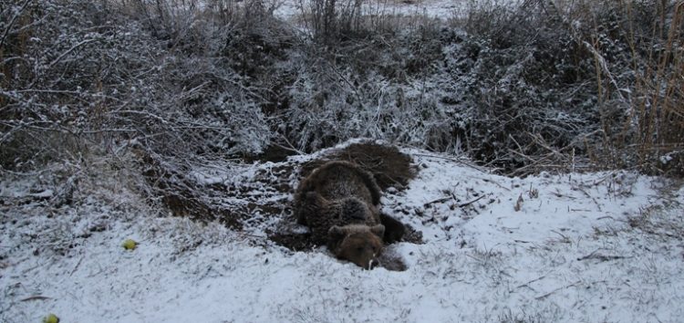 Αρκούδα παγιδεύτηκε σε παράνομη θηλειά για αγριογούρουνα κοντά στον Λευκώνα Πρεσπών