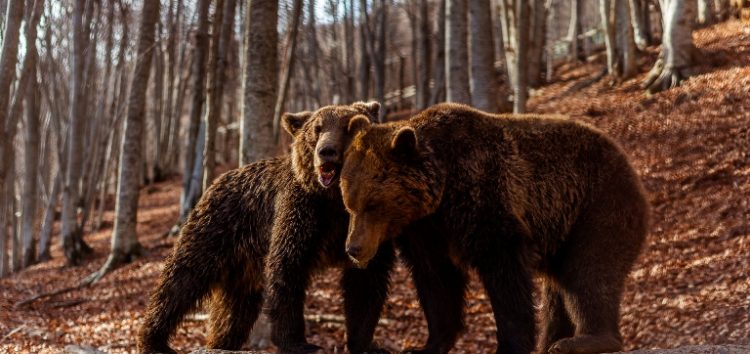 Οι αρκούδες στο Καταφύγιο του «Αρκτούρου» ξύπνησαν και σας περιμένουν (video, pics)