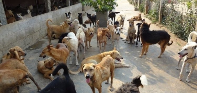 Έκτακτη επιχορήγηση προς δήμους για τις ανάγκες των αδέσποτων ζώων για σίτιση και ιατροφαρμακευτική περίθαλψη