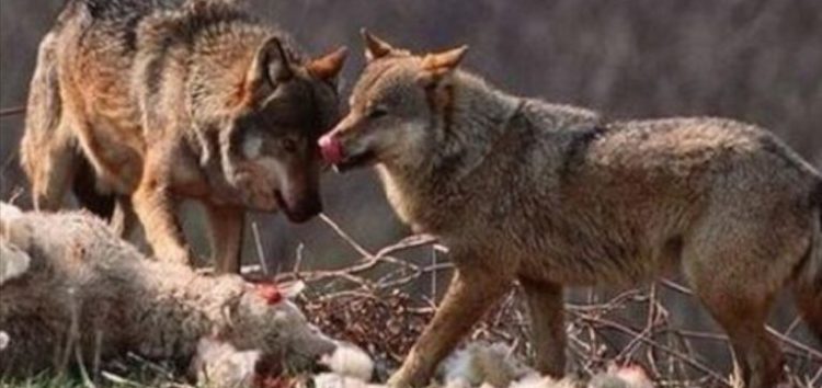Επίθεση λύκων σε αυλή σπιτιού στους Λόφους