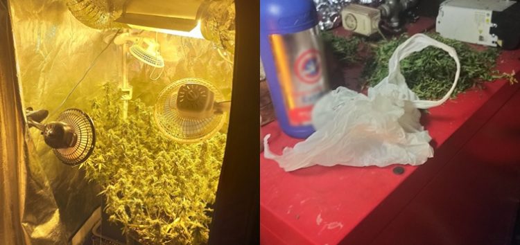 Συνελήφθη 32χρονος στη Φλώρινα για καλλιέργεια δενδρυλλίων κάνναβης (video, pics)