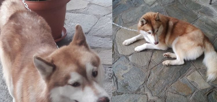 Βρέθηκε σκυλάκι στον οικισμό Σίμου Ιωαννίδη