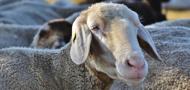 Δωρεάν διάθεση εμβολίων καταρροϊκού πυρετού σε κτηνοτρόφους της Π.Ε. Φλώρινας