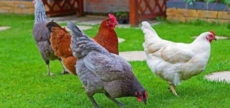 Kρούσμα γρίπης των πτηνών στην Καστοριά