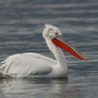 Διαχείριση της Γρίπης των Πτηνών σε αργυροπελεκάνους των λιμνών Μικρής Πρέσπας, Χειμαδίτιδας και Ζάζαρης της ΠΕ Φλώρινας