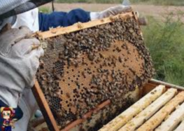 Αιτήσεις για επιδοτούμενες δράσεις μελισσοκομίας έτους 2024