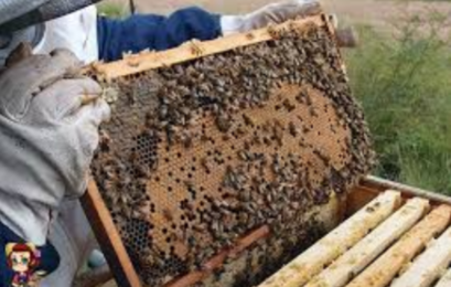 Αιτήσεις για επιδοτούμενες δράσεις μελισσοκομίας έτους 2024