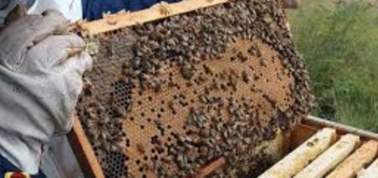 Διαδικασία εγκατάστασης μελισσοκόμων για το 2022 σε προεπιλεγμένες θέσεις σε αποκατεστημένες εκτάσεις του ΛΚΔΜ