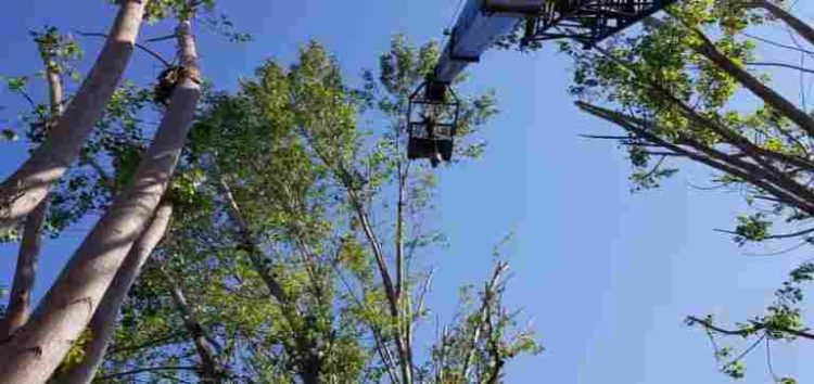 Δήμος Φλώρινας: Ειδοποίηση σε ιδιοκτήτες οικοπέδων και ακάλυπτων χώρων για άμεση διενέργεια απομάκρυνσης/αποκλάδωσης επικίνδυνων δέντρων