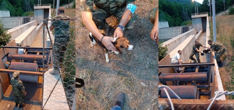 Απεγκλωβισμός δύο σκυλιών στο φράγμα Τριανταφυλλιάς (pics)