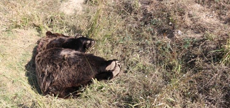 Νεκρή αρκούδα από πυροβολισμό στην Πρέσπα (pics)