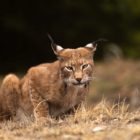 Λύγκας: Ο άγνωστος «τίγρης» της Ευρώπης στο Κέντρο Προστασίας του Αρκτούρου (video, pics)