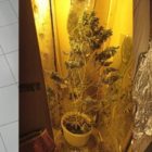 Συνελήφθησαν τρία άτομα σε περιοχές της Φλώρινας, για καλλιέργεια δενδρυλλίων κάνναβης και κατοχή ναρκωτικών ουσιών, σε τρεις διαφορετικές περιπτώσεις (pics)