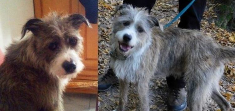 Χάθηκε σκύλος στην περιοχή των Άνω Κλεινών – Δίνεται αμοιβή σε όποιον τον βρει