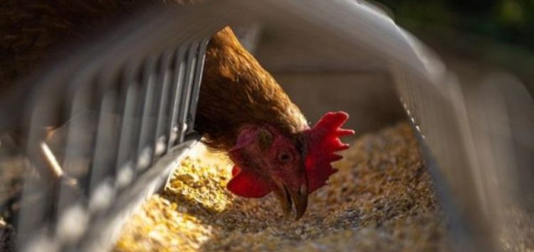 Π.Ε. Φλώρινας: Κρούσματα γρίπης των πτηνών στην άγρια ορνιθοπανίδα