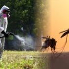 Δράσεις για την καταπολέμηση κουνουπιών στην Π.Ε. Φλώρινας