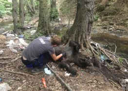 Σκότωσαν με πυροβόλο όπλο τρεις αρκούδες μέσα σε ένα μήνα στην περιοχή του Σκλήθρου (pics)
