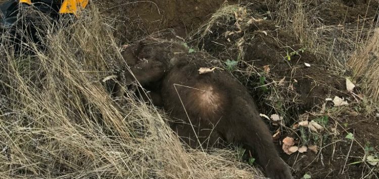 Θηλυκή αρκούδα νεκρή μετά από τροχαίο στον δρόμο Φλώρινας – Αμυνταίου
